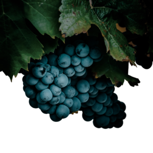 3 1 300x300